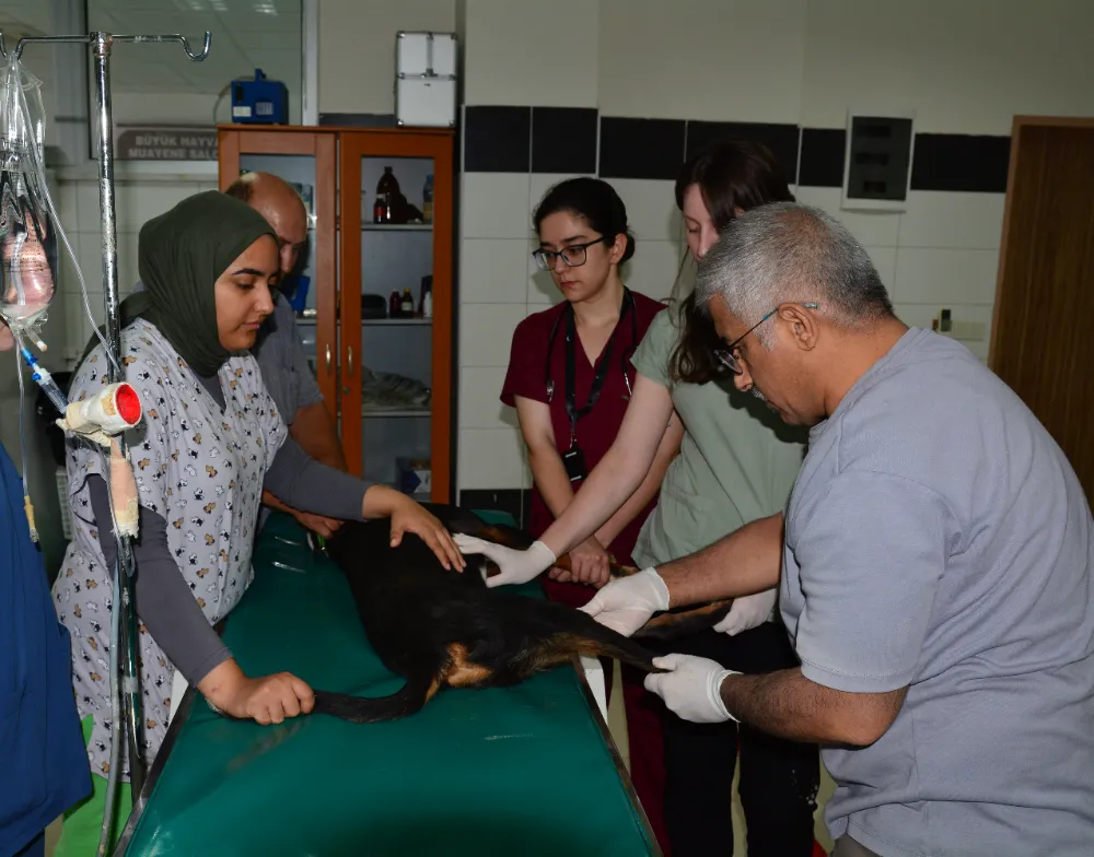 BAÜN Veteriner Fakültesi Hayvan Hastanesi Bölge Hayvancılığının Gözde Merkezi Olmaya Devam Ediyor