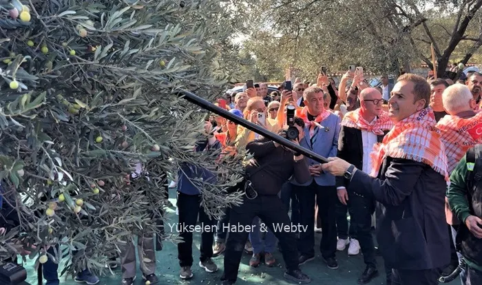 AYVALIK ULUSLARARASI  ZEYTİN HASAT VE TURİZM FESTİVALİ BAŞLADI